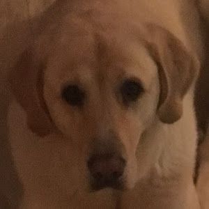 Profile Picture of Robert Rochelle (@robert.rochelle2) on Tiktok