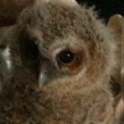 Profile Picture of Sharon Keating (@ShazKeating) on Twitter