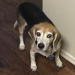 Profile Picture of Samuel Lloyd Winston III 👑😘 (@bigfattychungychungy) on Instagram