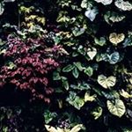 Profile Picture of Cynthia Connelly (@connelly_cynthia) on Instagram