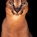 Profile Picture of JOYCELYN MCCRARY (@joycelynmccrary) on Pinterest