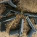 Profile Picture of Deivid Guns (@deivid.rondon.39) on Facebook