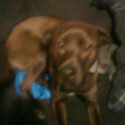 Profile Picture of Kevin Knife Vlogs (@kevinknifevlogs9900) on Youtube