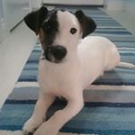 Otto - Instagram Profile Picture of Otto (@otto_the_jack_russell) on Instagram