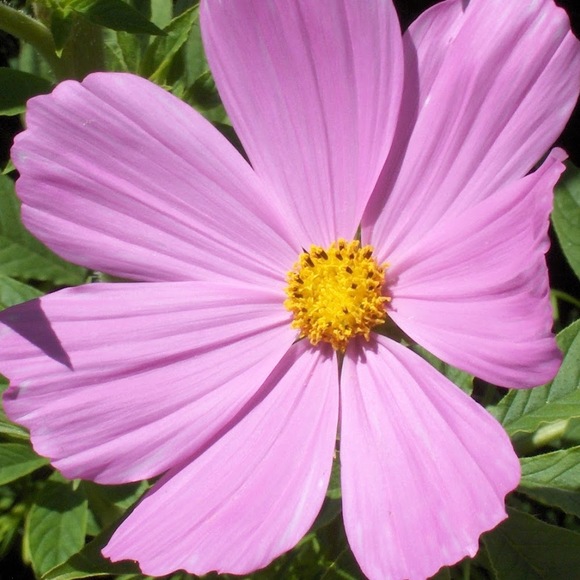 Profile Picture of Carrie Thornberry (@carriektberry) on Poshmark