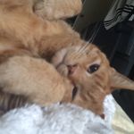 Profile Picture of Lori Spector Krein (@rocky_orangetabby) on Instagram