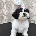 Profile Picture of 🐶Aimée (@aimee.shihtzu) on Instagram