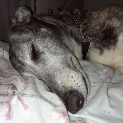 Profile Picture of Vicky Cliff (@MoofairyViks) on Twitter