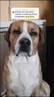 Profile Picture of   Répondre à @yerduabd à un... (@jean.jacques.le.chien) on Tiktok