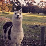 Profile Picture of Andrew Coles (@agr_andrew) on Instagram