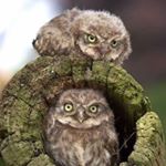 Profile Picture of Olivieri (@jacqueline736324) on Instagram