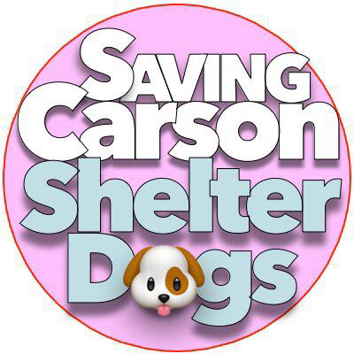 Profile Picture of SavingCarsonShelterDogs (@savingcarson) on Twitter