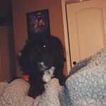 Profile Picture of maxwell fowler 🐾🐶 (@_swaggy.max_) on Instagram