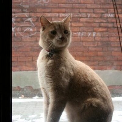 Profile Picture of Ted Leo (Meow) (@TedLeoTheCat) on Twitter