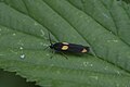 Profile Picture of Scythris sinensison Wikipedia