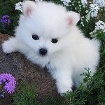 Profile Picture of Leah O'Rourke (@cubhy_chigo45) on Instagram