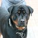 Profile Picture of Brandi Jones (@branditjones69) on Pinterest