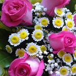 Profile Picture of Janie Russell (@jrusselltulip) on Instagram