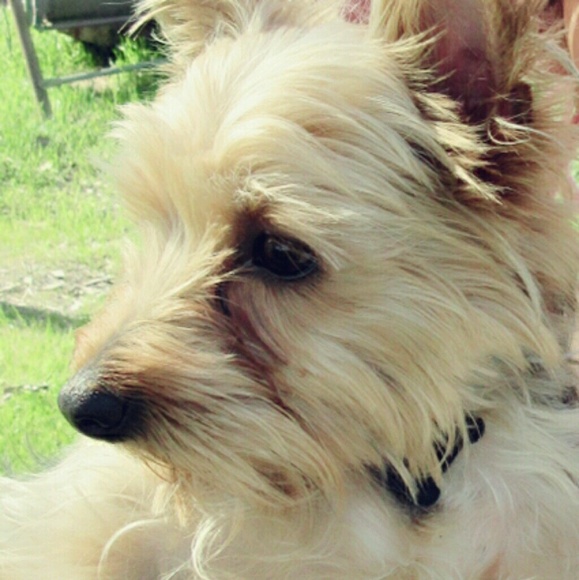 Profile Picture of Kashi Volkoff (@volkoffshop) on Poshmark