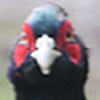 Profile Picture of Carol (@Ray of Night) on Flickr
