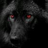 Profile Picture of Brian Heintzelman (@@alpha_werewolf0) on Tiktok