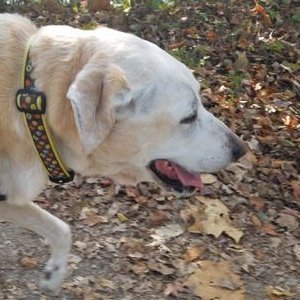 Profile Picture of Andrew Mento (@andrew_mento) on Twitter