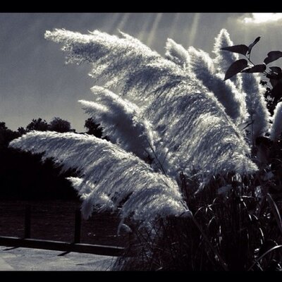 Profile Picture of Matthew Pederson (@grunt_hard) on Twitter