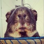 Profile Picture of Kevin T (@tristomietitoredeituit) on Instagram