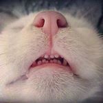 Profile Picture of Amy Plummer (@crazycatchachacha) on Instagram
