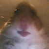 Profile Picture of joele De Carlo (@joeledeca23) on Tiktok