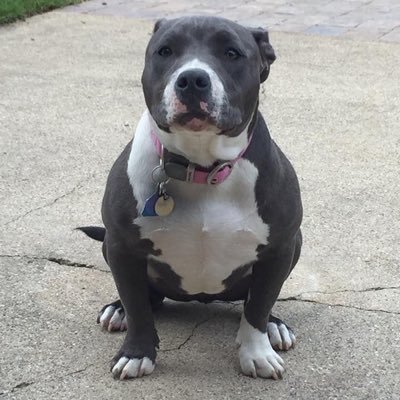 Profile Picture of Corey Kendrick (@PitbullBronco) on Twitter