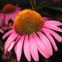 Profile Picture of Anne Grandi (@anne-grandi) on Quora