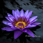 Profile Picture of Karen A Gordon (@karen a gordon) on Flickr