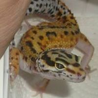 Heidi Weidmann - Pinterest Profile Picture of Heidi Weidmann (@eisengel75) on Pinterest