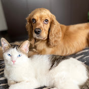 Profile Picture of Cesar Cantor (@cesarcantor6573) on Youtube