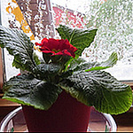 Profile Picture of Gerda Prossler (@gerda prossler) on Flickr