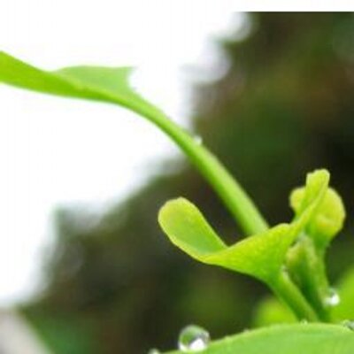 Profile Picture of James Considine (@SereneDadDaily) on Twitter