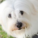 Profile Picture of Isabel Mirabal (@isabel.mirabal.794) on Instagram