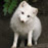 Profile Picture of Dylan Palmer (@MrWhiteFox) on Flickr