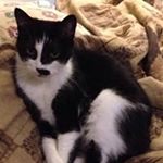 Profile Picture of Kevin Creamer (@creamerkr) on Instagram