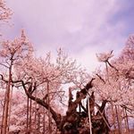 Profile Picture of Danielle Adachi (@danielleadachi) on Instagram