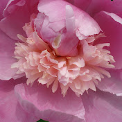 Profile Picture of Kim Heil (@kimheil4899) on Youtube