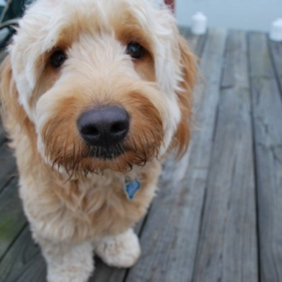 Profile Picture of Taylor Fidler (@t_fids) on Twitter