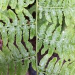 Profile Picture of Daniel Arnow (@danielarnow) on Instagram