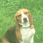 Profile Picture of Dustin Copeland (@wcswrestler13) on Instagram