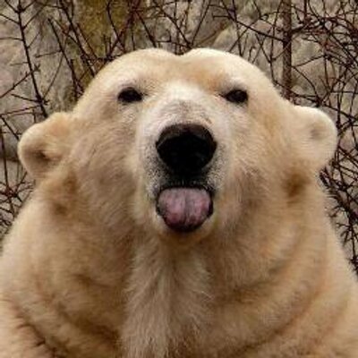 Profile Picture of Clinton Chase (@clchase2) on Twitter