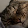 Profile Picture of Annie Jaggers (@@anniejaggers) on Tiktok