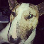 Profile Picture of peter rudge (@pete_rudge) on Instagram