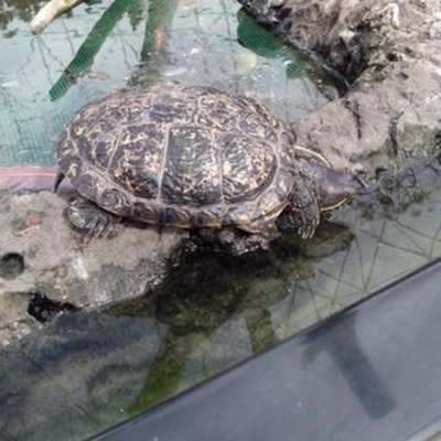 Profile Picture of Alejandro Felix (@tortukick) on Twitter