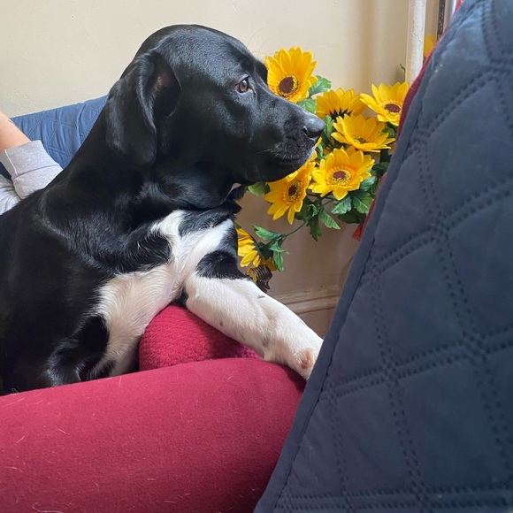 Profile Picture of Luz Naranjo (@lnaranj) on Poshmark